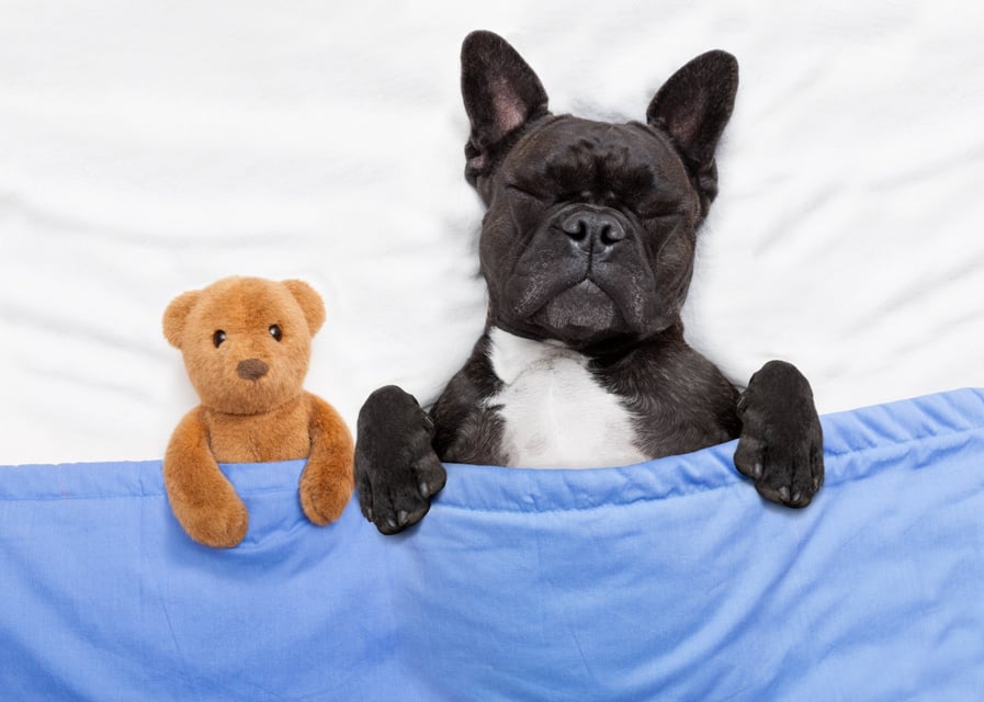 Pet friendly hotel Miami Beach 